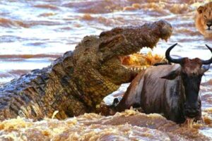 Crocodile attack wildbeast | Crocodile vs wildbeast | African animals fighting | animal documentary