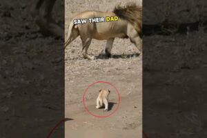 💛Cubs meet dad lion for 1st time🥰 #lion #cubs #animals #shorts