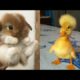 Cute Baby Animals Videos Compilation | Funny and Cute Moment of the Animals #19 - Cutest Animals