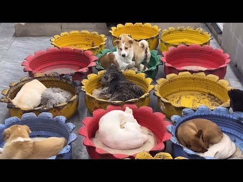 Cute Dog Collection, The World’s Cutest Puppies 🐶, Cutest Dogs Video Compilation Ever