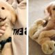 Cute Golden Dogs Help You Relax After Tiring Day 🐶🥰 | Cute Puppies