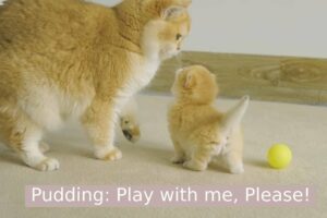 Cute Kitten Pudding wants to be friends with Step Mother of Daddy but