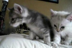 Cute Kittens Crying