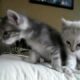 Cute Kittens Crying