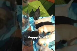 Cute Puppies Adorably Attack Pet Parent! #Shorts
