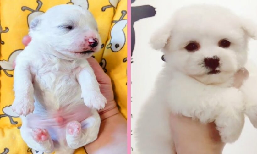Cute Puppies ๐ Cute Puppies Doing Funny Things #13 #Shorts