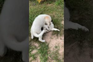 Cute Puppies Doing Funny 2021 #Dog #Pets #Animals
