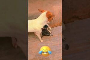 Cute Puppies Funniest Fights #22