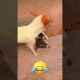 Cute Puppies Funniest Fights #22