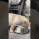 Cute Puppies Looking For New Family😍 || #shorts #ytshorts