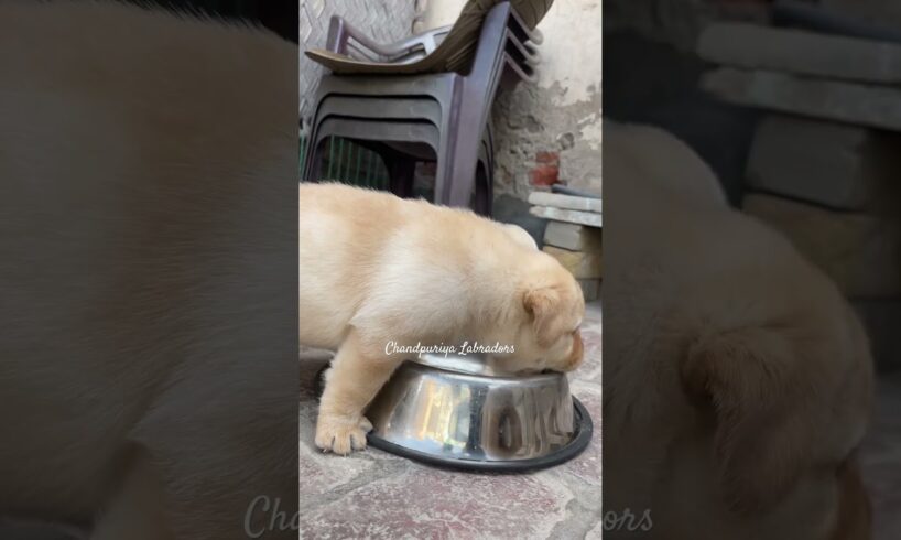 Cute Puppies Looking For New Family😍 || #shorts #ytshorts