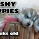 Cute Puppies Playing - 2 week old Huskies