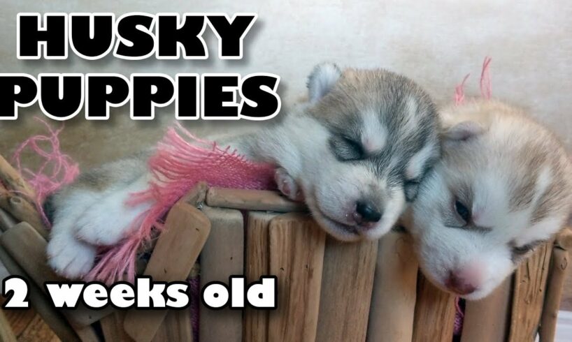 Cute Puppies Playing - 2 week old Huskies