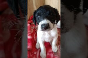 Cute Puppies Rescue #shorts #rescue #rescuepuppy #abandonedpuppy #dog #cutepuppy #straypuppy #short