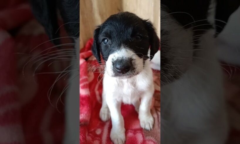 Cute Puppies Rescue #shorts #rescue #rescuepuppy #abandonedpuppy #dog #cutepuppy #straypuppy #short