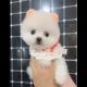 Cute Puppies So Funny Videos 2022  Enjoy Your Time