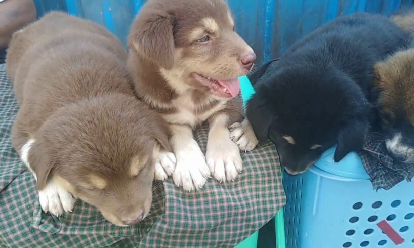 Cute Puppies - Street hawkers are selling in Yangon, Myanmar