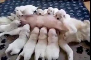 Cute Puppies feeding on their mother's milk