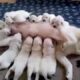 Cute Puppies feeding on their mother's milk