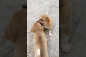 Cute Puppies fighting each other🤩 Cute puppy #funnyshorts #puppy sounds #angry puppy