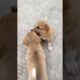 Cute Puppies fighting each other🤩 Cute puppy #funnyshorts #puppy sounds #angry puppy
