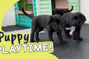 Cute Puppies in Training! | Guide Dogs Puppy Playtime