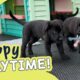 Cute Puppies in Training! | Guide Dogs Puppy Playtime