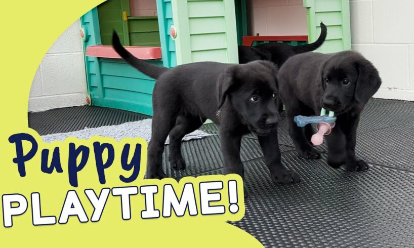 Cute Puppies in Training! | Guide Dogs Puppy Playtime