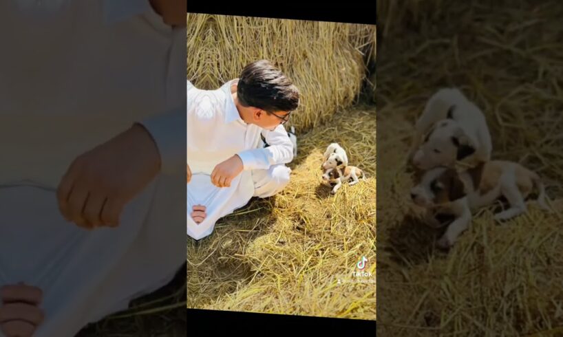 Cute Puppies 🥹 #pupies #pups #cutie #puppy #explore #song #pakistan #village