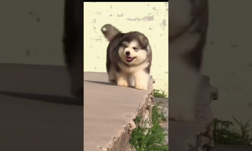 Cute Puppies 🥰♥️ super funny Alaskan malamute dogs ♥️ #shorts「艾特一位傻子來看叭」 650404
