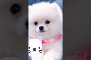 Cute Puppy | Pets animals #shorts #youtubeshorts #viral ##pets #puppy #cute