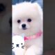 Cute Puppy | Pets animals #shorts #youtubeshorts #viral ##pets #puppy #cute