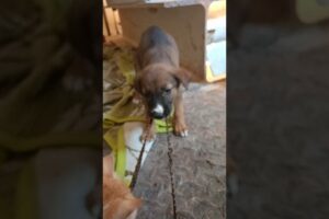 Cute Puppy 🐕 Rescue 😍#shorts #puppy #rescue #babypuppy #funnypuppy #fyp #viral #abandonedpuppy