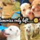 Cute adorable puppies||Cute puppies #puppies