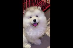 Cute alaskan malamute cute puppies cute dogs with Ghibli Bgm Music 🎶Ghibli Songs have a great moment