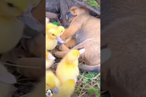 Cute puppies and ducklings #Shorts