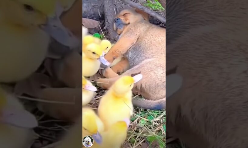 Cute puppies and ducklings #Shorts