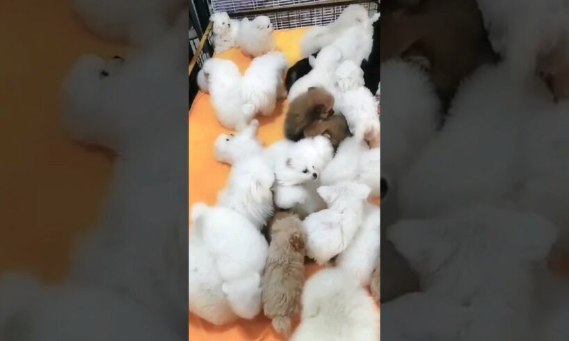 Cute puppies #cutepet #puppylovers #puppydog #viralvideo #shorts