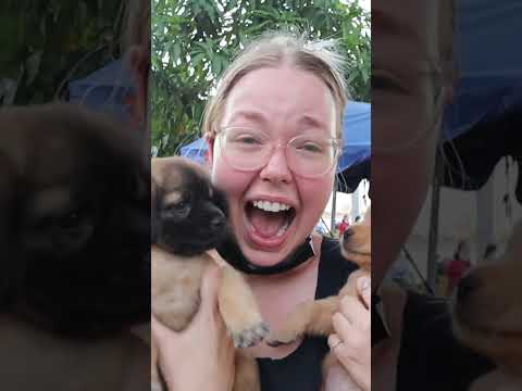 Cute puppies in Cambodia 🇰🇭 #shorts