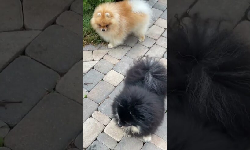 Cute puppies #puppies #animals #doglover  #shorts #trending