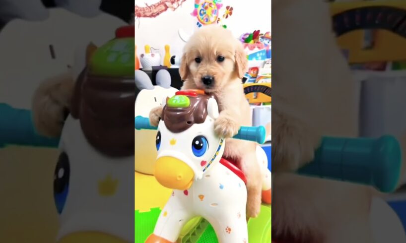 Cute puppies #shorts #youtubeshorts #puppies #dog #doglover
