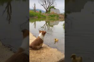 Cute puppies take care duckling 🐶🐥#shorts