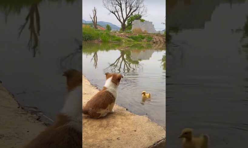 Cute puppies take care duckling 🐶🐥#shorts