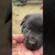 Cute puppies that can heal the soul #short #dog #puppy