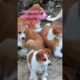 Cute puppies very entertaining sound 💕💕💕