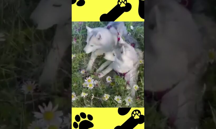 Cutest Dogs and Puppies 🐶 #funny_animal_videos #funny #funny_cats_and_dogs #cutedog #cutepuppy