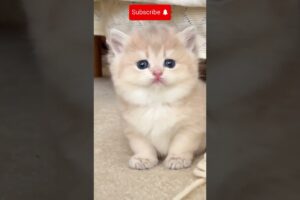 Cutest Kitten In The World 06😍 #kitten #kitty #cutekitty #cutekittenvideos