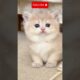 Cutest Kitten In The World 06😍 #kitten #kitty #cutekitty #cutekittenvideos