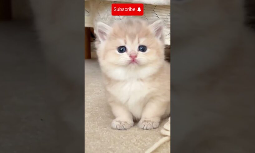 Cutest Kitten In The World 06😍 #kitten #kitty #cutekitty #cutekittenvideos