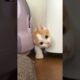 Cutest Kitten Stuck in a Corner!